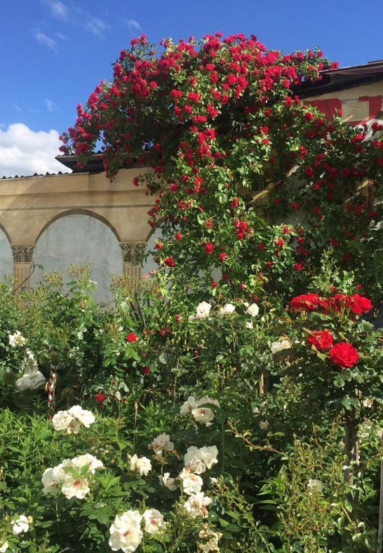 Rosen in Medenscheid_2 | © Beate Lieber Rosen in Medenscheid_2 | © Beate Lieber