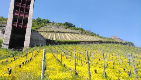 Weinbergslage Bacharacher Posten | &copy; RNT, S. Bohr