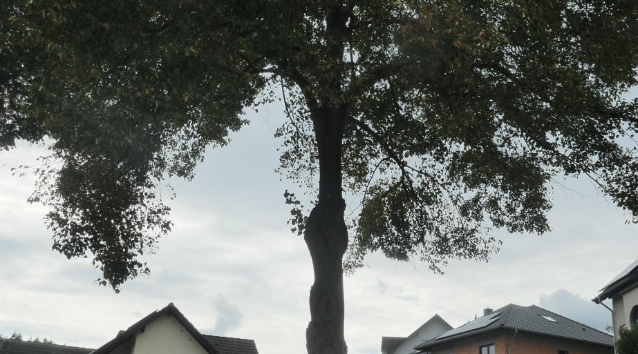 Sängerlinde | © Christian Kuhn, RNT Sängerlinde | © Christian Kuhn, RNT