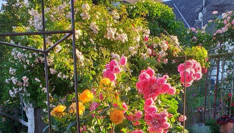 Rosen | &copy; Beate Lieber