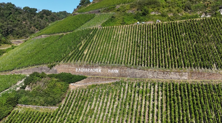 Bacharacher Hahn | © RNT, Simone Bohr