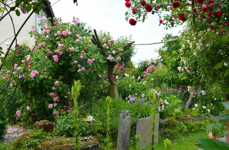 Rosen in Medenscheid | &copy; Beate Lieber